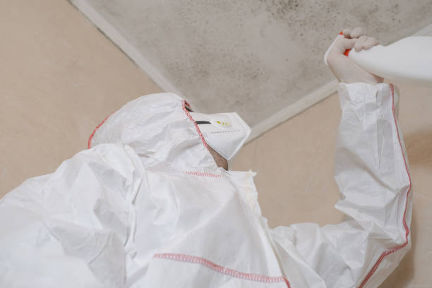 Trusted Dunellen, NJ Mold Removal Experts